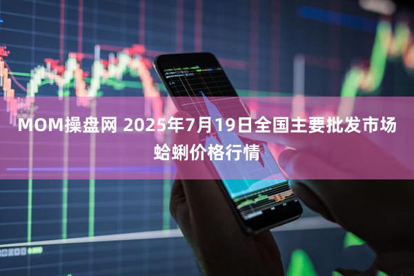 MOM操盘网 2025年7月19日全国主要批发市场蛤蜊价格行情